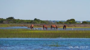 Horses and birds across water