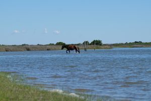 Horse walking across inlet
