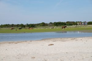 Looking across water at horses with visitors